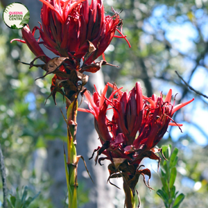 Doryanthes Excelsa