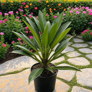 Philodendron Martianum (Fat Boy)